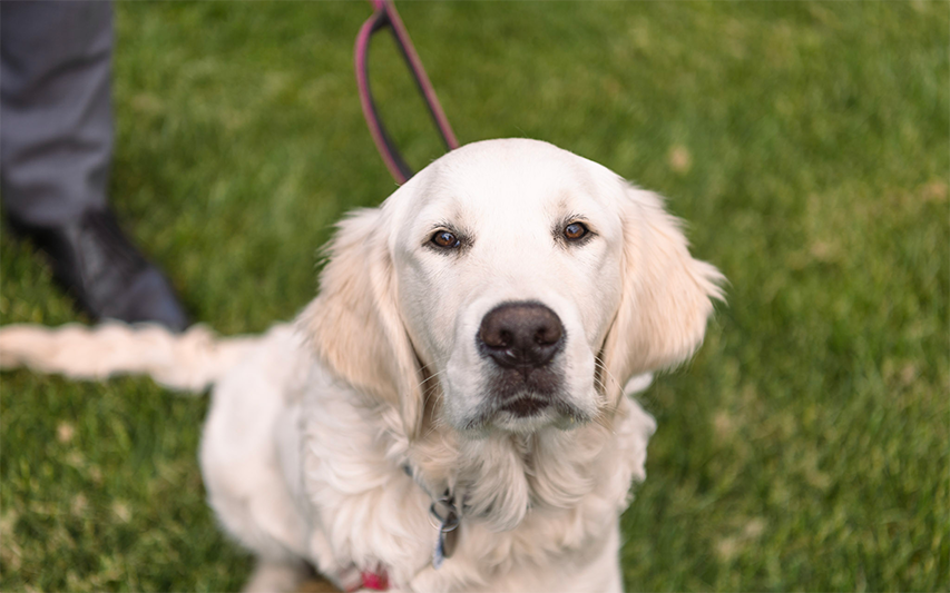 Graham - Curry College Official Support Pup